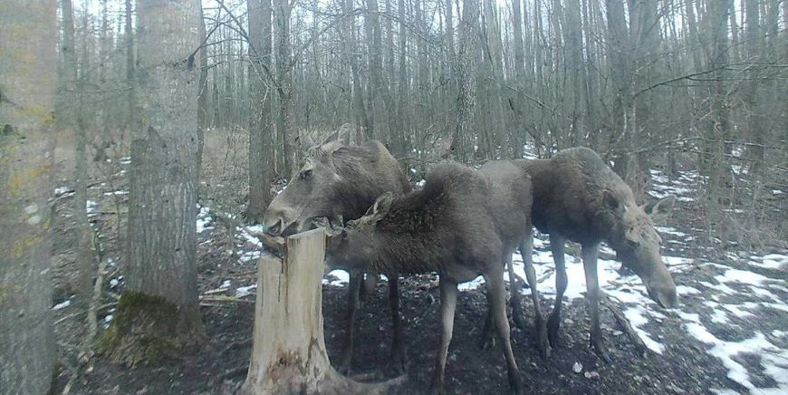 Что снимают фотоловушки в Жлобинском районе: самые интересный кадры